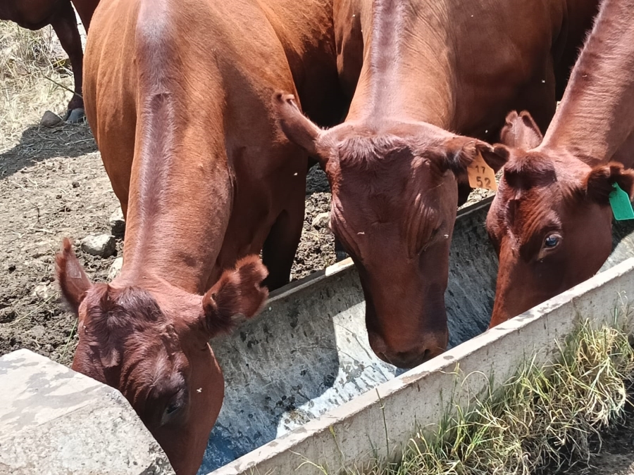 0 Bedroom Property for Sale in Lindley Rural Free State